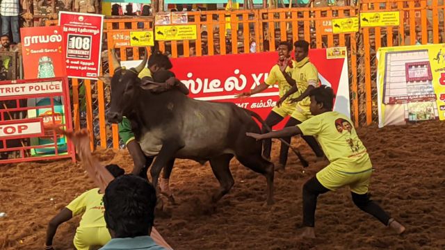 பாலமேடு ஜல்லிக்கட்டு தொடங்கியது: திமிலை பிடித்த வீரரை சுழற்றி வீசிய காளை
