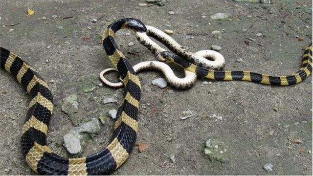 印度猛似新冠的夺命毒蛇和世卫组织呼吁重视- BBC News 中文