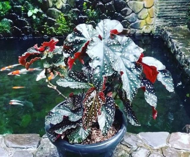 berkebun di rumah