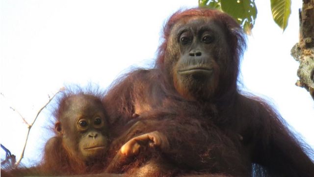 Orangotango com filhote