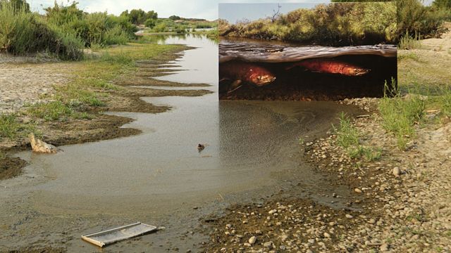 Río degradado con recuadro de río con salmón