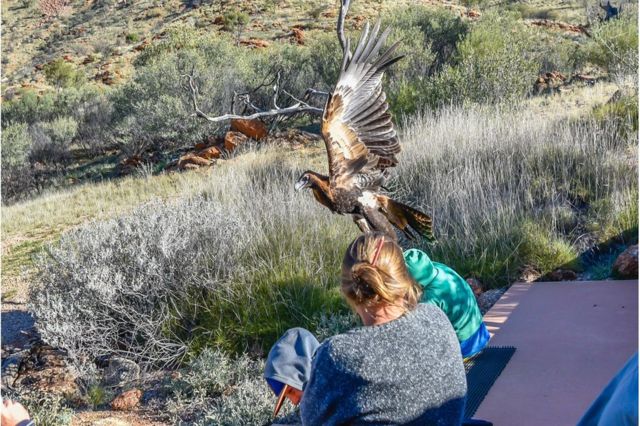 Los representantes de Alice Springs Desert Park informaron que están investigando lo ocurrido y que apartaron al ave de los espectáculos.