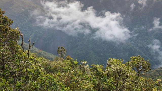 La selva vista desde el aire