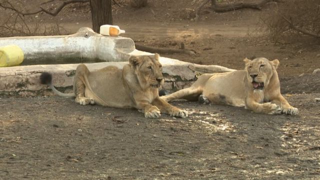 Why are India's lions increasingly swapping the jungle for the