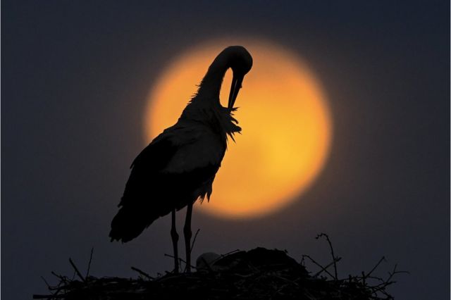A stork preens its feathers next to its nest as the pink supermoon rises in the village of Rzanicino near Skopje in the Republic of North Macedonia