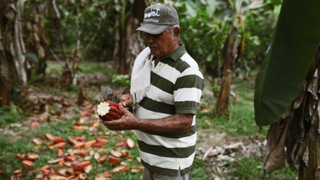 Agricultor de cacao en San Vicente del Caguan, Caqueta
