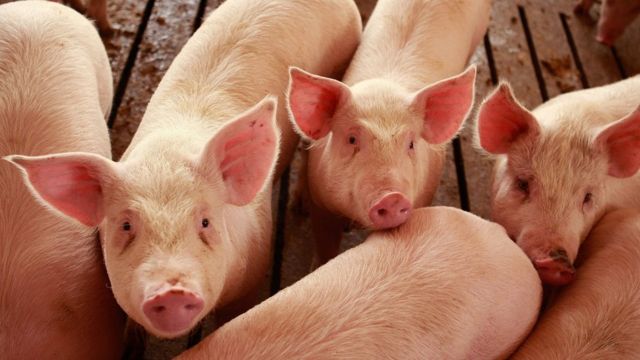 中国は米国産豚肉など米国からの輸入品に報復関税を課した
