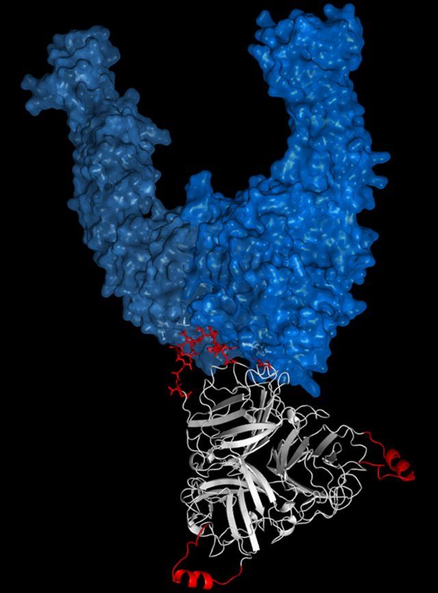 An adenovirus A20 fibre protein