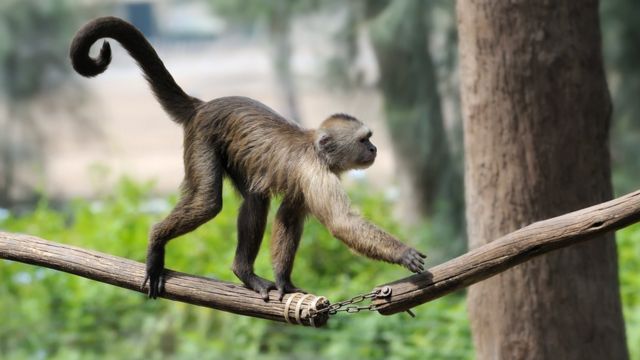 There are several genes linked to tail formation in animals
