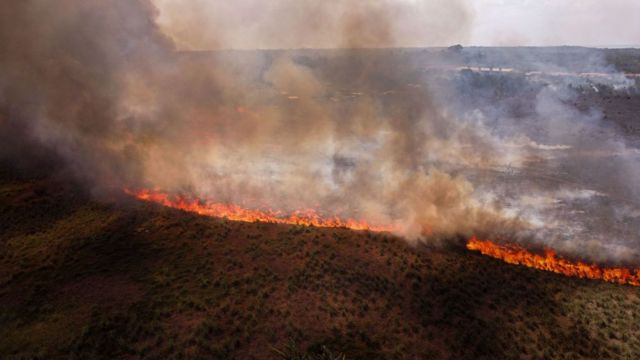 Environnement - Kenya : un jour férié pour planter 100 millions d'arbres  contre le changement climatique - BBC News Afrique