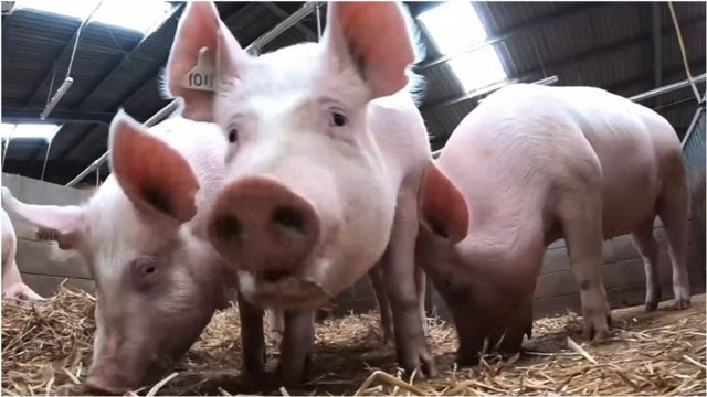 Свиня вбила м'ясника, який хотів її заколоти - BBC News Україна