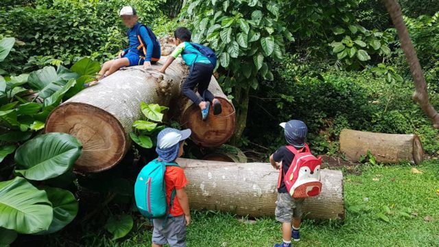 森林学校在亚洲越来越受欢迎（Credit: Forest School Singapore）(photo:BBC)