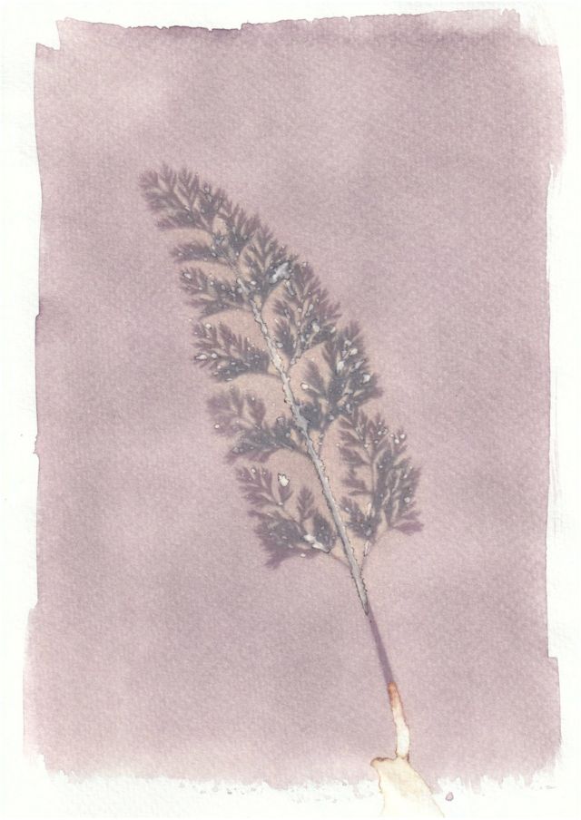An anthotype print of a purple piece of plant foliage