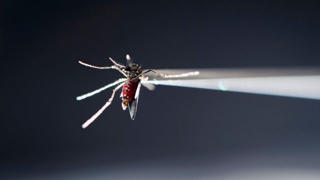 Vírus zika é transmitido pelo mosquito Aedes aegypti