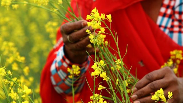 کشاورزی طبیعت‌محور باعث افزایش گوناگونی رو و زیر زمین می‌شود