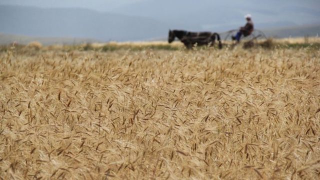 Campo de trigo Kavilca con un agricultor en el fondo con un carro a caballo