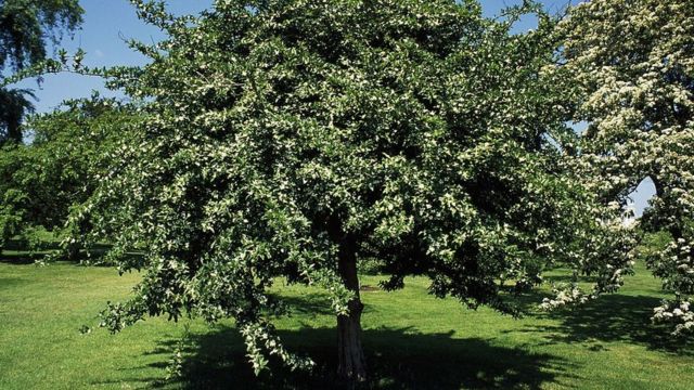 medlar, buah medlar, Eropa