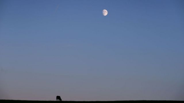 vacas y luna