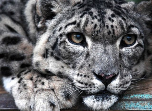 Snow Leopard No Longer Endangered c News