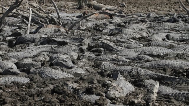 प्राग्वे में पिक्लोमेयो नदी के आस-पास पड़ा सूखा