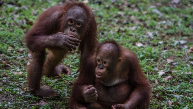 科学家说，猿类也会笑。(photo:BBC)