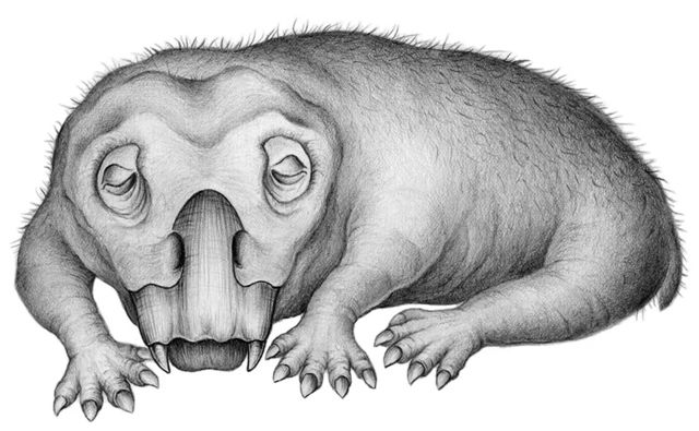 ภาพจากจินตนาการของศิลปิน แสดงให้เห็นลีสโทรซอรัส (Lystrosaurus) ขณะกำลังหลับจำศีล