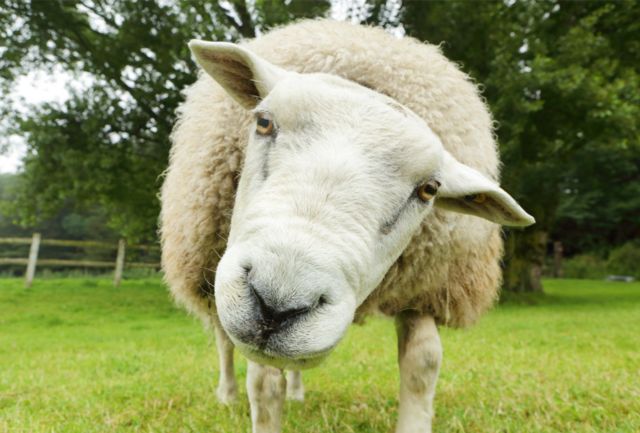 Овца, смотрящая в камеру