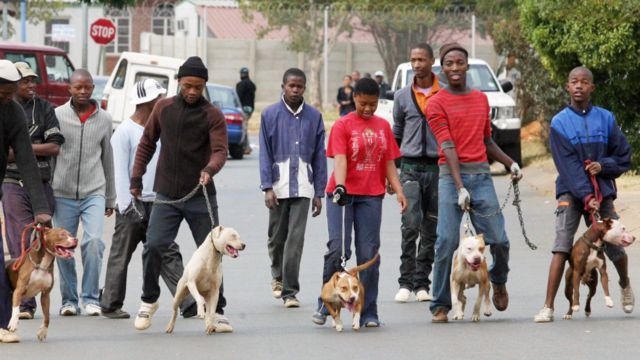 South Africa pit bull attacks: 'We can't live in a world where dogs eat children' - BBC News South Africa pit bull attacks: 'We can't live in a world where dogs eat children' - BBC News