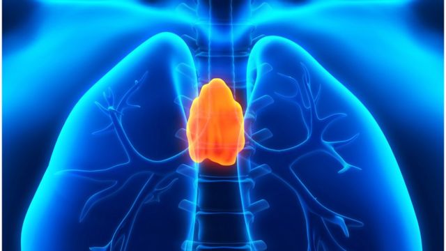 Illustration showing the location of the thymus