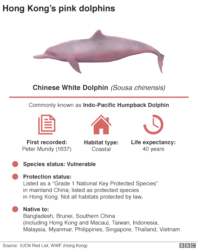 An infographic of pink dolphin facts
