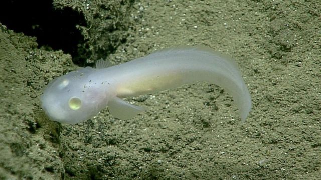 Fossa das Marianas: o abismo mais profundo dos oceanos