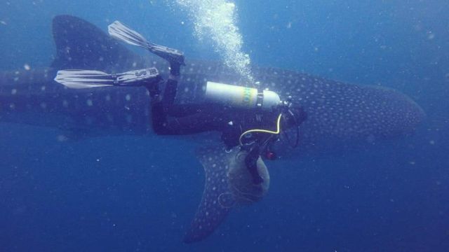 திமிங்கலச் சுறா, சென்னை, மீன்கள், கடல், புதுச்சேரி