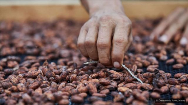 Pearson e Horsley usam os grãos puro nacional para produzir seu chocolate, o Fortunato No 4