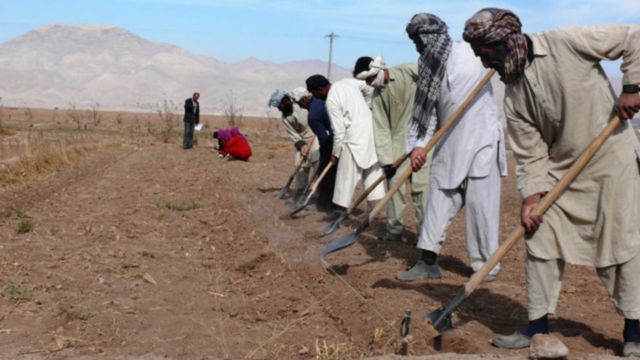 چشم انداز تولید و تجارت زعفران در افغانستان Bbc News فارسی