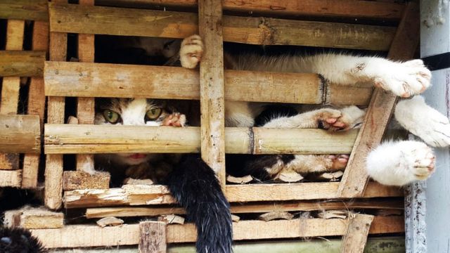 Bức ảnh được chụp vào ngày 27 tháng 1 năm 2015 trên một chiếc xe tải ở Hà Nội. Cảnh sát cho biết ngày 29 tháng 1 năm 2015 đã bắt giữ hàng nghìn con mèo sống được mang đi "tiêu thụ" ở Hà Nội sau khi nhập lậu từ Trung Quốc.