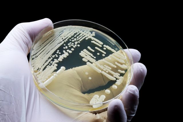 Cientista segurando placa com cultura de fungos