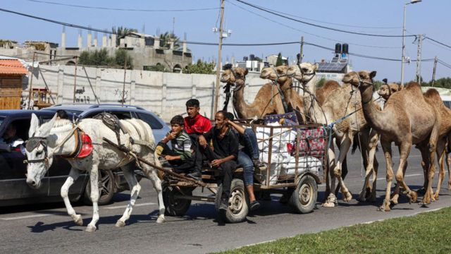 加沙城一家人骑着驴车拉着骆驼撤离（13/10/2023）