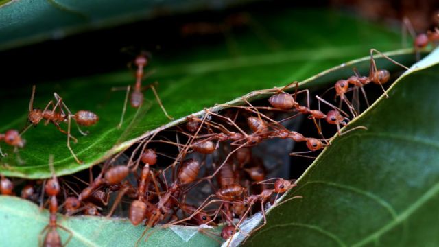 தையற்கார எறும்புகள்