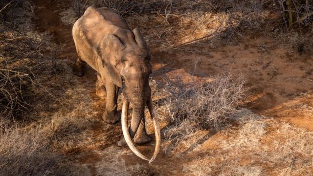 察沃國家公園有9頭超級象牙象，以及5頭長象牙的"標誌性母象"。