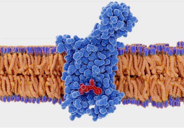 人体的CCR5蛋白最常见的类型能保护人体抵抗各种传染病毒，但CCR5也是艾滋病毒的受体。