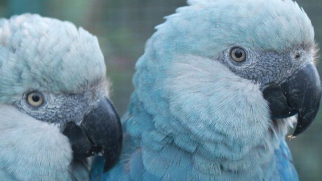 動物保育：拯救南美洲的藍色金剛鸚鵡- BBC 英伦网