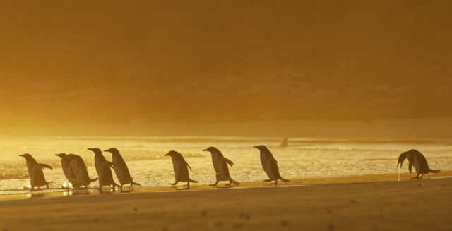 一群海灘上的企鵝，其中一隻在嘔吐