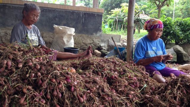 Petani bawang merah Brebes