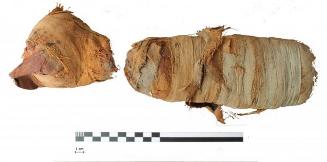 Swansea University of mummified remains of a kitten believed to be around five months old
