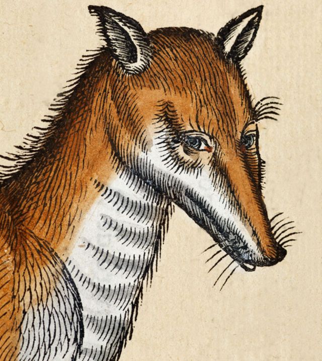  de las bestias más fantásticas que aparecían en los libros de ciencia natural del Medioevo
