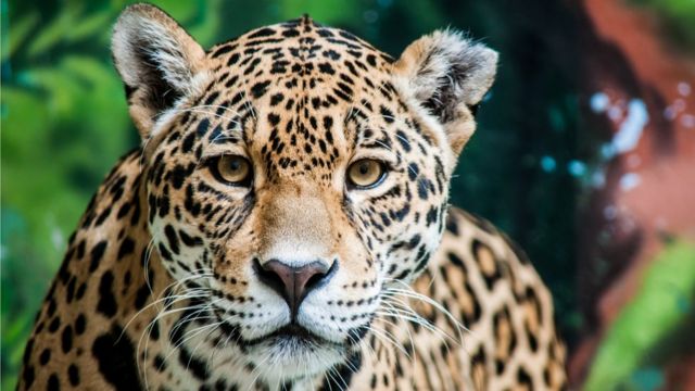 Un jaguar