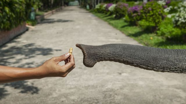 Mano ofreciéndole maní a un elefante