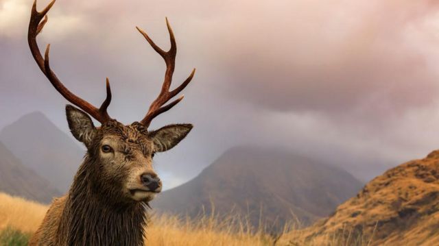 மான்கள்