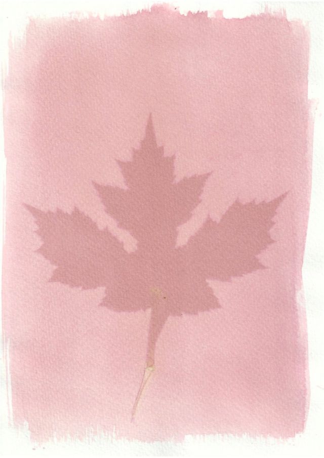 An anthotype print of a large pink leaf