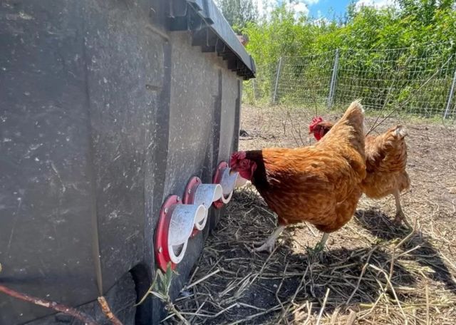 Des poulets de chair élevés en plein air